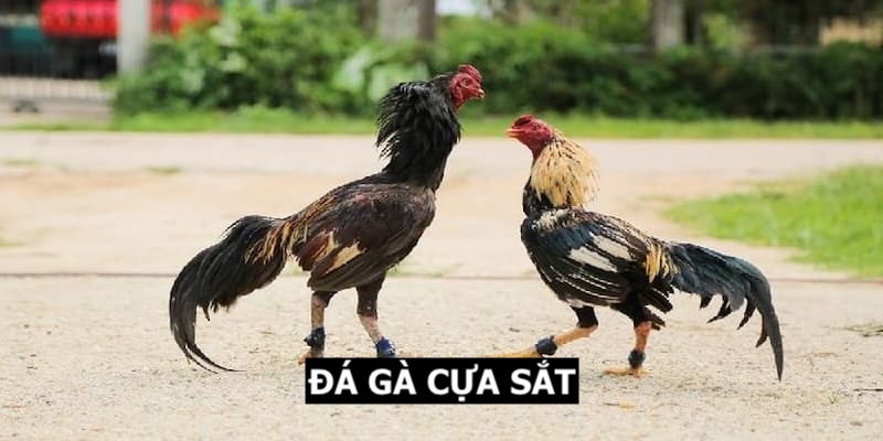 đá gà cựa sắt tại hi88